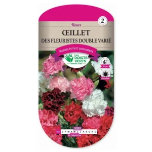 Oeillet des fleuristes double varié
