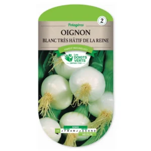 Oignon blanc très hâtif de la Reine