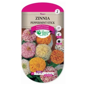 Zinnia Peppermint stick