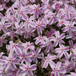 Phlox subulé ou mousse