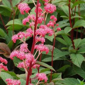 Rodgersia bronze peaconk