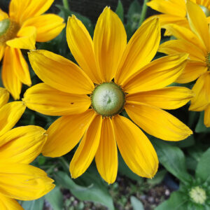 Rudbeckie Hérissée