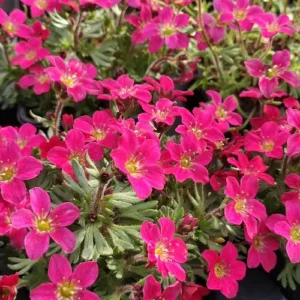 Saxifrage mousse
