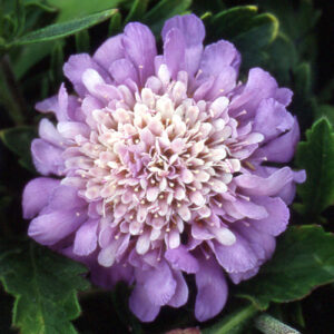 Scabieuse Colombaire
