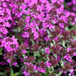Thym rampant rouge