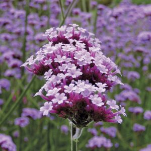 Verveine de Buenos Aires naine