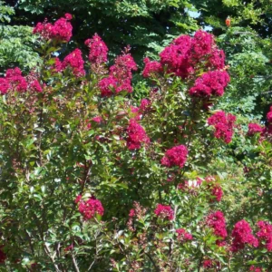 Lilas des Indes