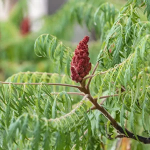 Sumac de Virginie