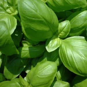 Basilic