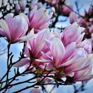 Magnolia