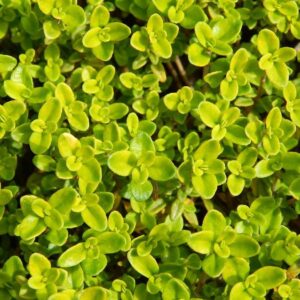 Thym citron