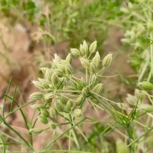 Cumin