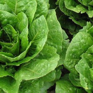 Laitue romaine