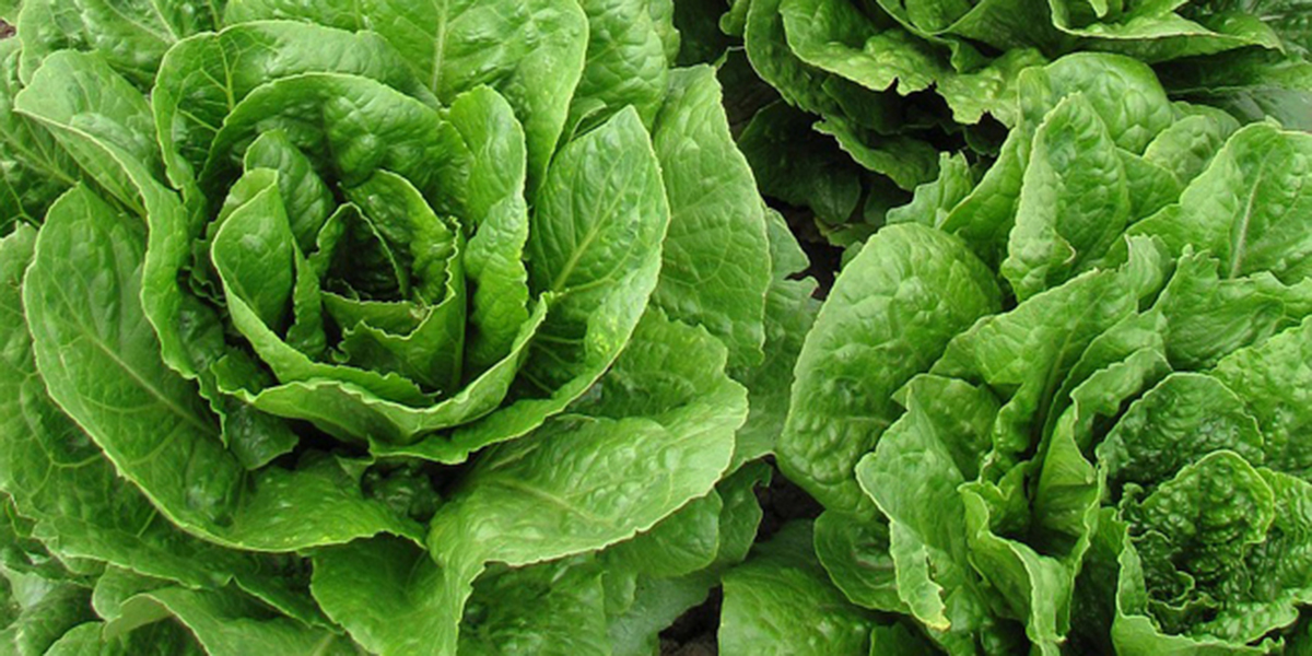 Laitue romaine