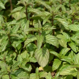 Menthe poivrée