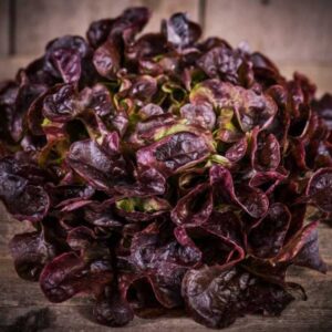 Salade feuille de chêne rouge