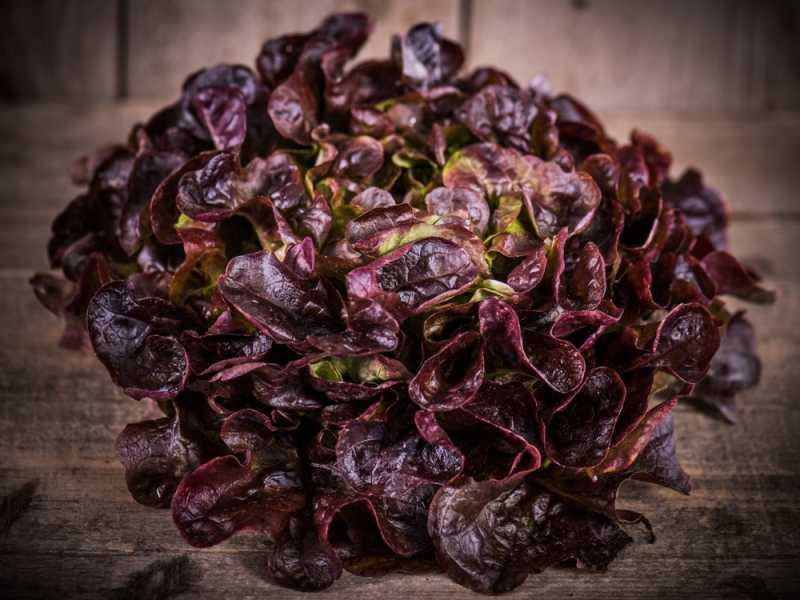Salade feuille de chêne rouge