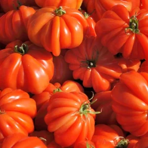 Tomate Corazon (plant)