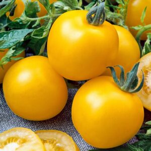 Tomate Lemon boy (plant)