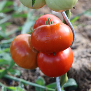 Tomate Monfavet (plant)