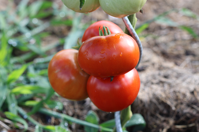 Tomate Monfavet (plant)