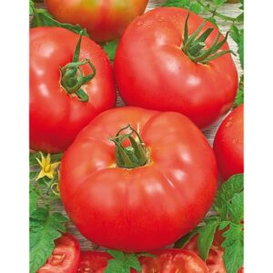 Tomate Monte Carlo (plant)