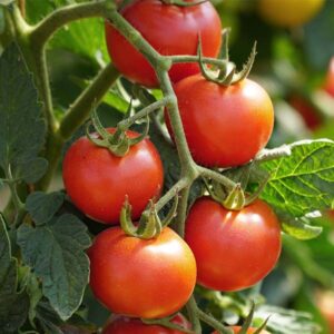Tomate Pyros (plant)