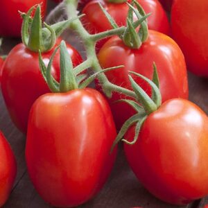 Tomate Roma-Serengheti (plant)