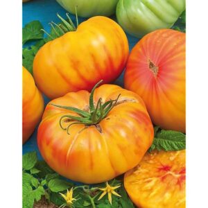 Tomate ananas (plant)