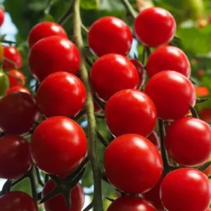 Tomate cerise Crokini (plant)