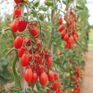 Tomate cerise Trilly (plant)