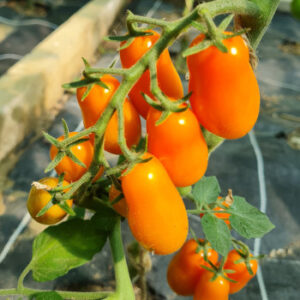 Tomate cerise allongée grappe orange (dattorange)