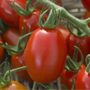 Tomate cerise coeur de pigeon (Lipso)