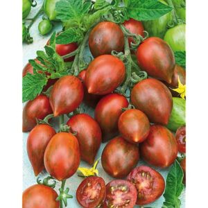 Tomate cerise cookie (plant)