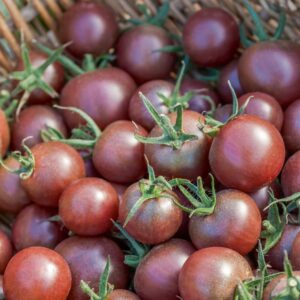 Tomate cocktail Black cherry (plant)