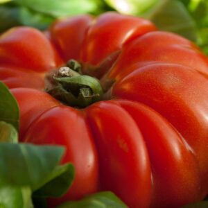 Tomate coeur de boeuf (plant)