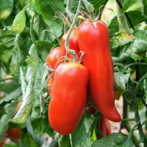 Tomate cornue des Andes (plant)