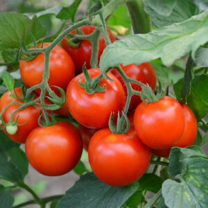 Tomate grappe premio (plant)