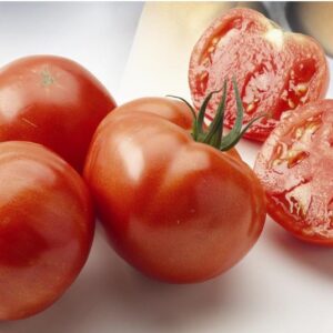 Tomate maestria (plant)