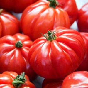 Tomate marmande (plant)