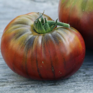 Tomate noire de Crimée  (plant)