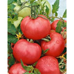 Tomate rose de Berne (plant)