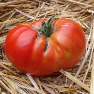 Tomate russe (plant)