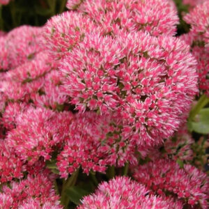 Sedum-Orpin