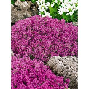 Thym serpolet Red carpet